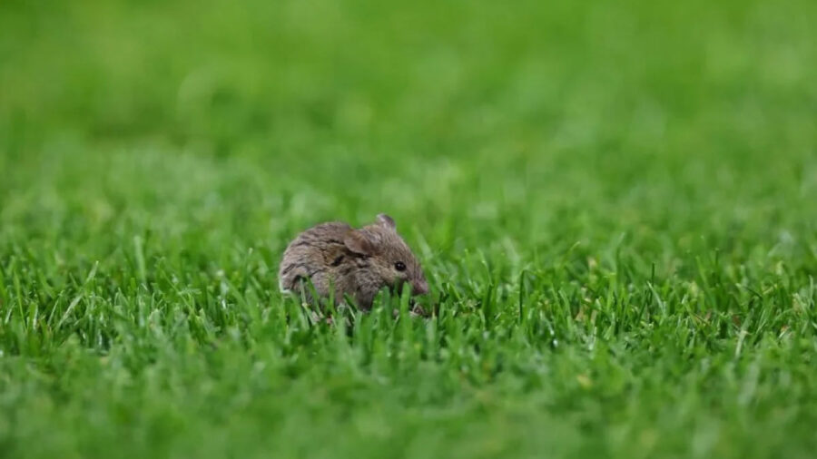 Old Trafford do Manchester United sofre com infestação de ratos e vira alvo de piadas