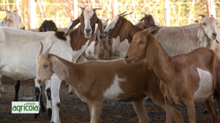 Estação Agrícola deste domingo, 16: caprinocultura do Piauí, políticas públicas, financiamento climático, receita de carne de sol e prêmios do Banco do Nordeste