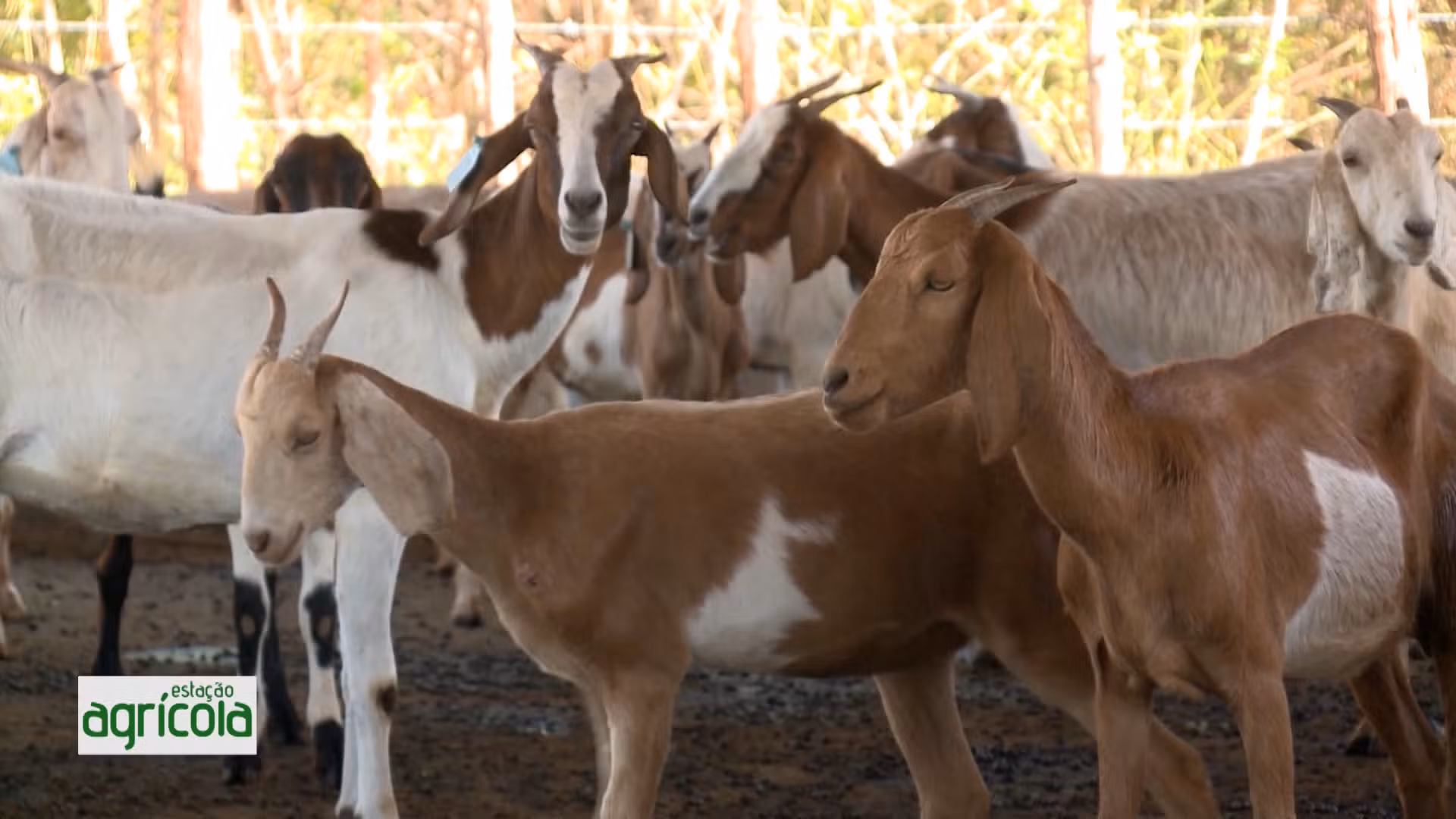 Estação Agrícola deste domingo, 16: caprinocultura do Piauí, políticas públicas, financiamento climático, receita de carne de sol e prêmios do Banco do Nordeste