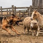 Atenção! Seu cachorro atacou o animal do vizinho? Entenda as responsabilidades civis e criminais
