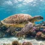 Lista de Espécies Marinhas Ameaçadas no Brasil: Novas Inclusões e Retiradas Revelam Avanços na Conservação