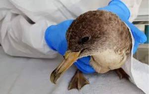 Aves Migratórias em Sergipe: O Que Fazer ao Encontrar Animais Debilitados nas Praias?