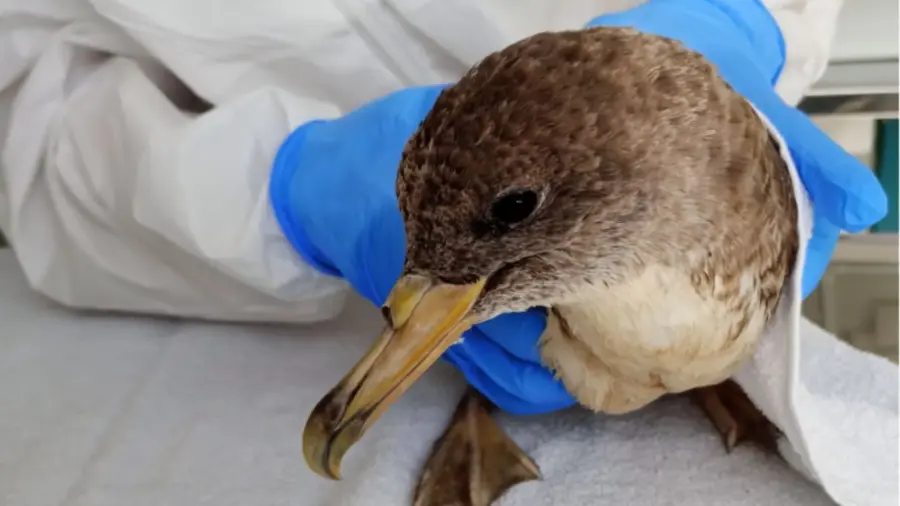 Aves Migratórias em Sergipe: O Que Fazer ao Encontrar Animais Debilitados nas Praias?