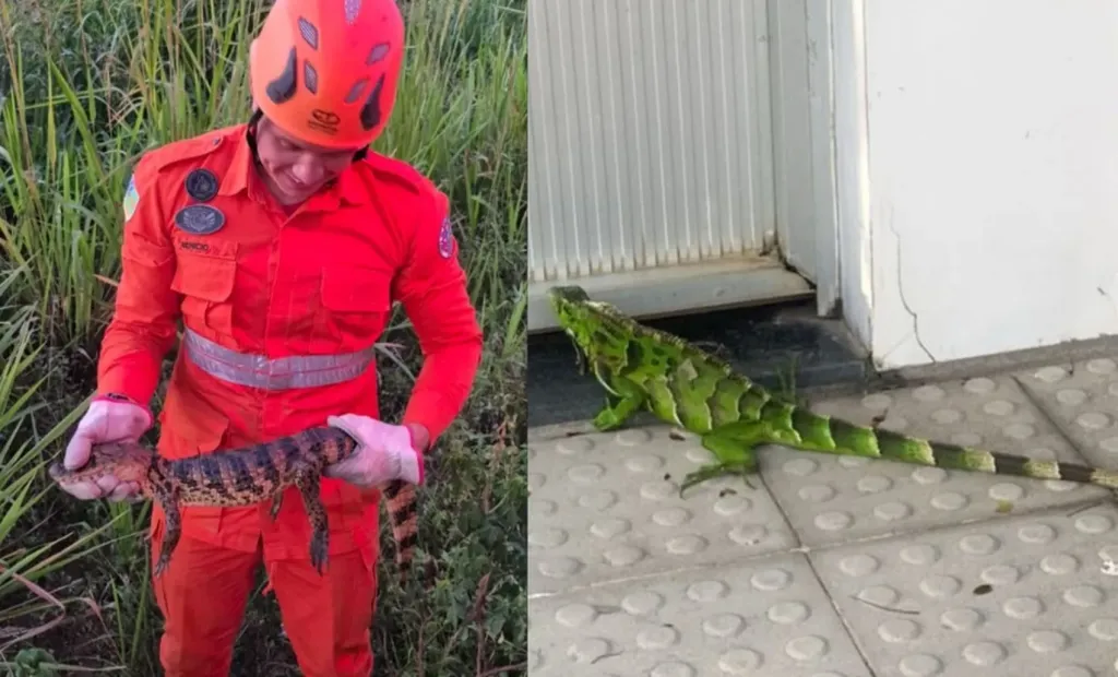 Jacaré e Iguana Resgatados em Cidades Sergipanas: Bombeiros Agem Rápido para Devolver Animais à Natureza