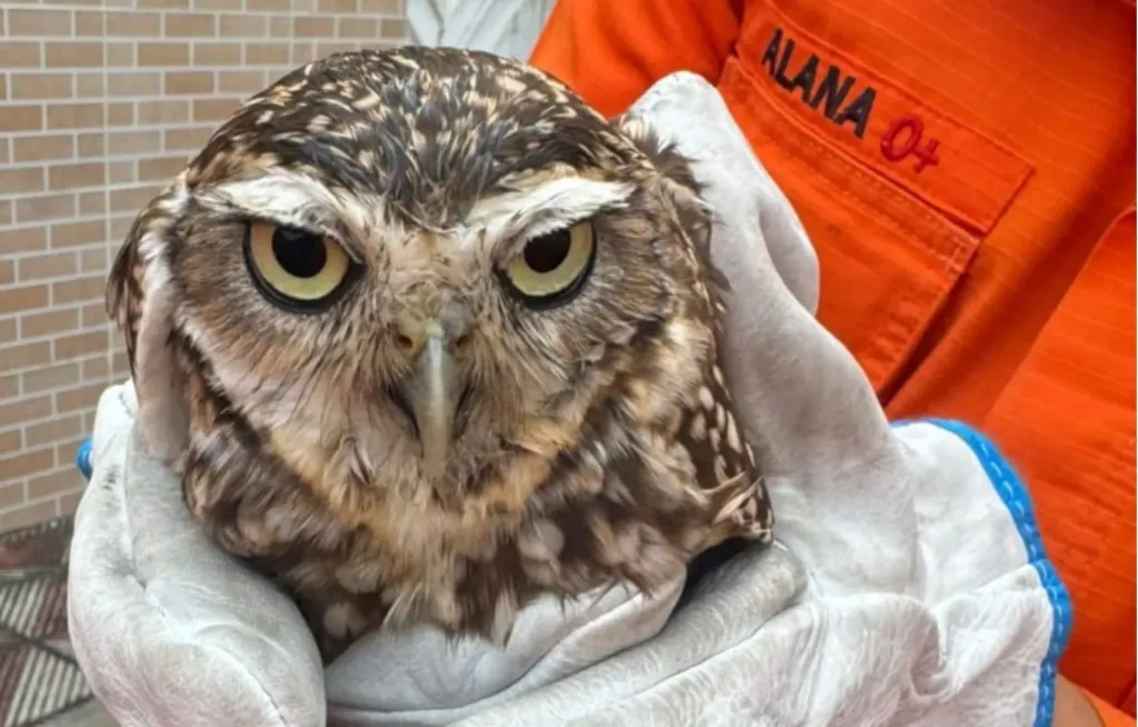 Coruja Resgatada em Propriá: A Aventura de uma Ave Presa em Casa e Sua Soltura na Natureza