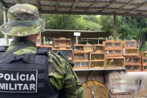 Apreensão Chocante em Lagarto: 155 Pássaros Silvestres Resgatados de Venda Ilegal em Feira Livre