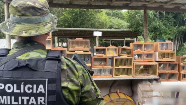 Apreensão Chocante em Lagarto: 155 Pássaros Silvestres Resgatados de Venda Ilegal em Feira Livre