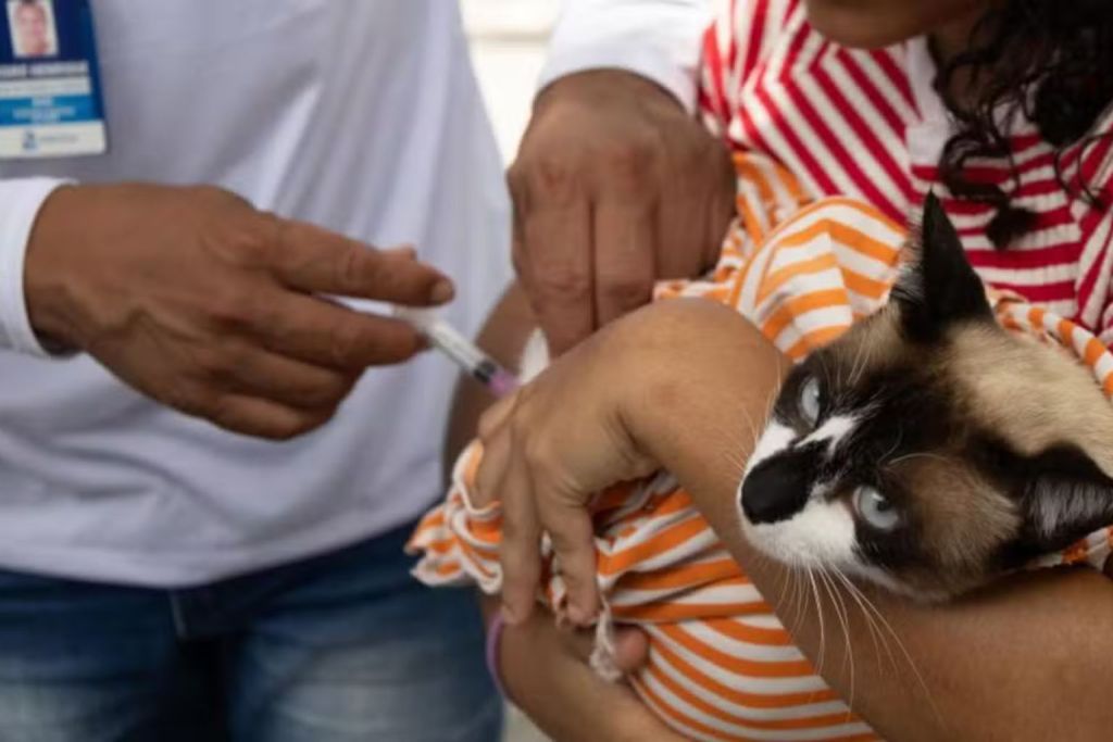 Proteja seu pet de graça: Aracaju oferece vacina antirrábica e testes de saúde em shopping neste fim de semana