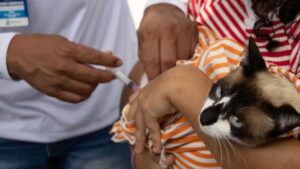 Proteja seu pet de graça: Aracaju oferece vacina antirrábica e testes de saúde em shopping neste fim de semana