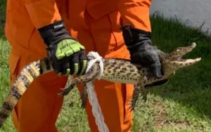 Jacaré é resgatado por Bombeiros em Hospital Universitário de Lagarto