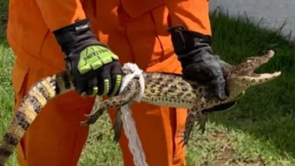 Jacaré é resgatado por Bombeiros em Hospital Universitário de Lagarto