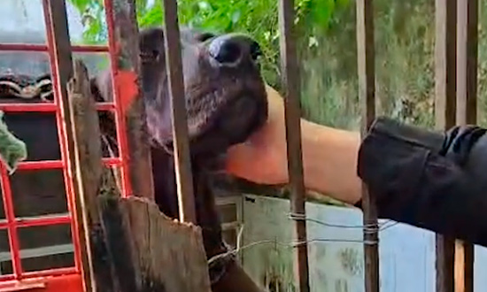 Polícia resgata mais de 20 cães vítimas de maus-tratos e desmonta criação ilegal em Estância
