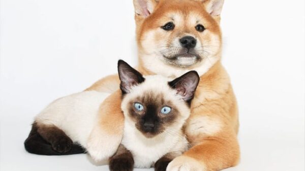 Esporotricose já infectou 45 animais em Aracaju nos primeiros 6 meses de 2026