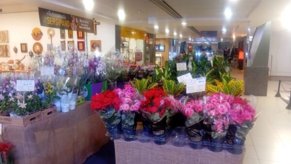 Feira de Flores de Holambra abre a primavera em Aracaju com 200 espécies a partir de R$ 5